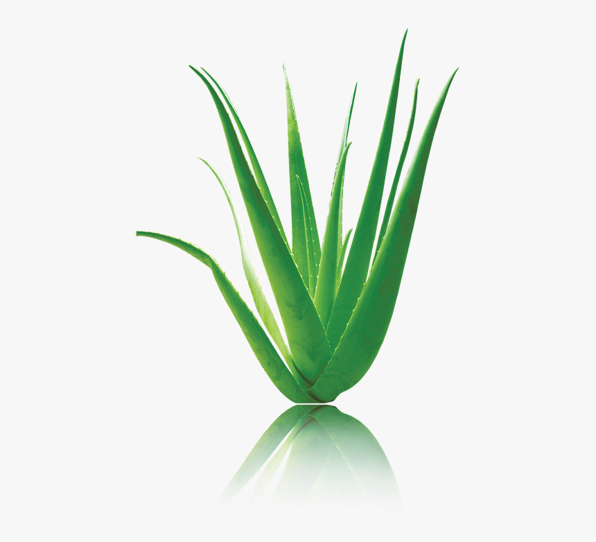 Agave, HD Png Download