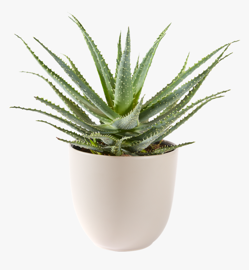 Aloe Vera Bont Plant, HD Png Download