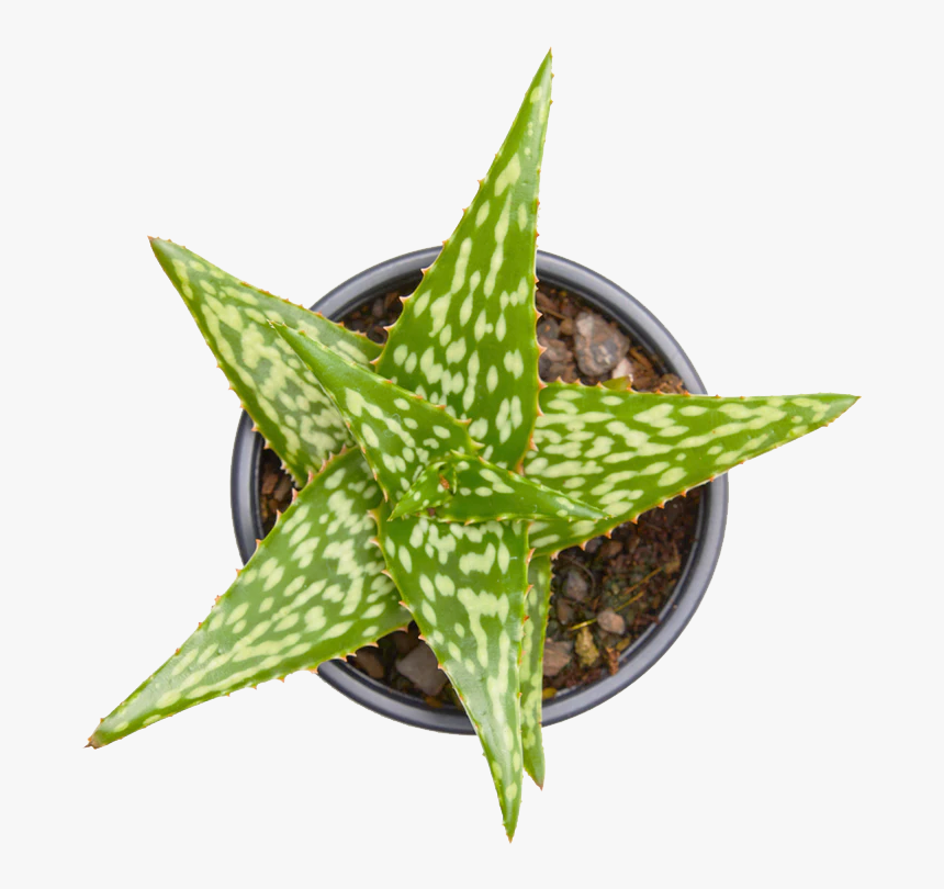 Aloe, HD Png Download