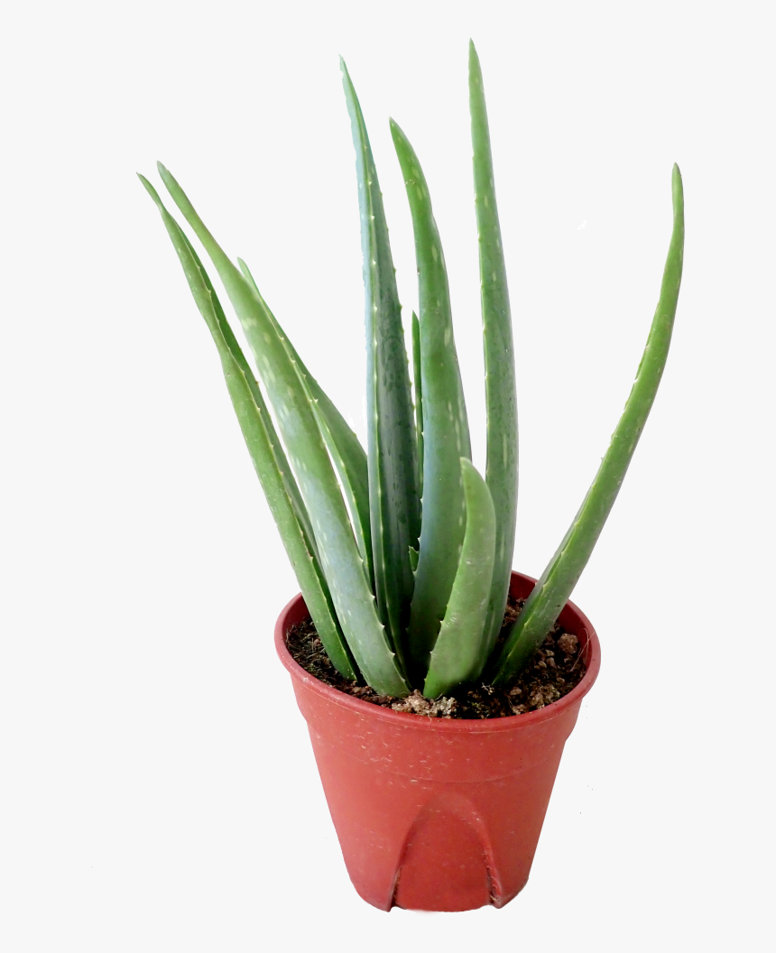 Agave, HD Png Download