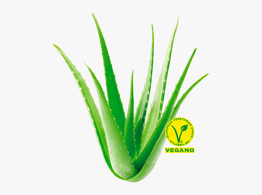 Descubre Las Propiedades Del Aloe Vera Las Coronas - Agave, HD Png Download