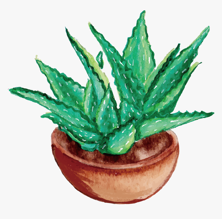 Extract And Herb - Aloe Vera To Draw, HD Png Download