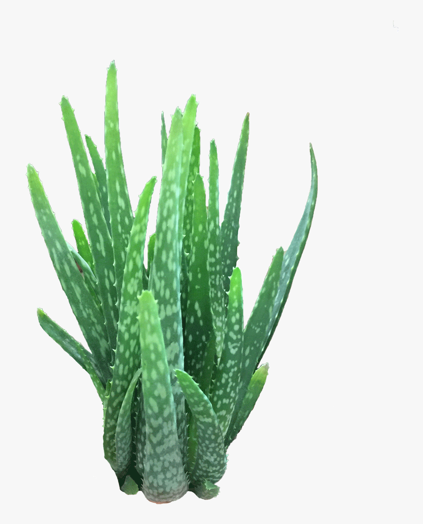 Aloe Vera - Grass, HD Png Download