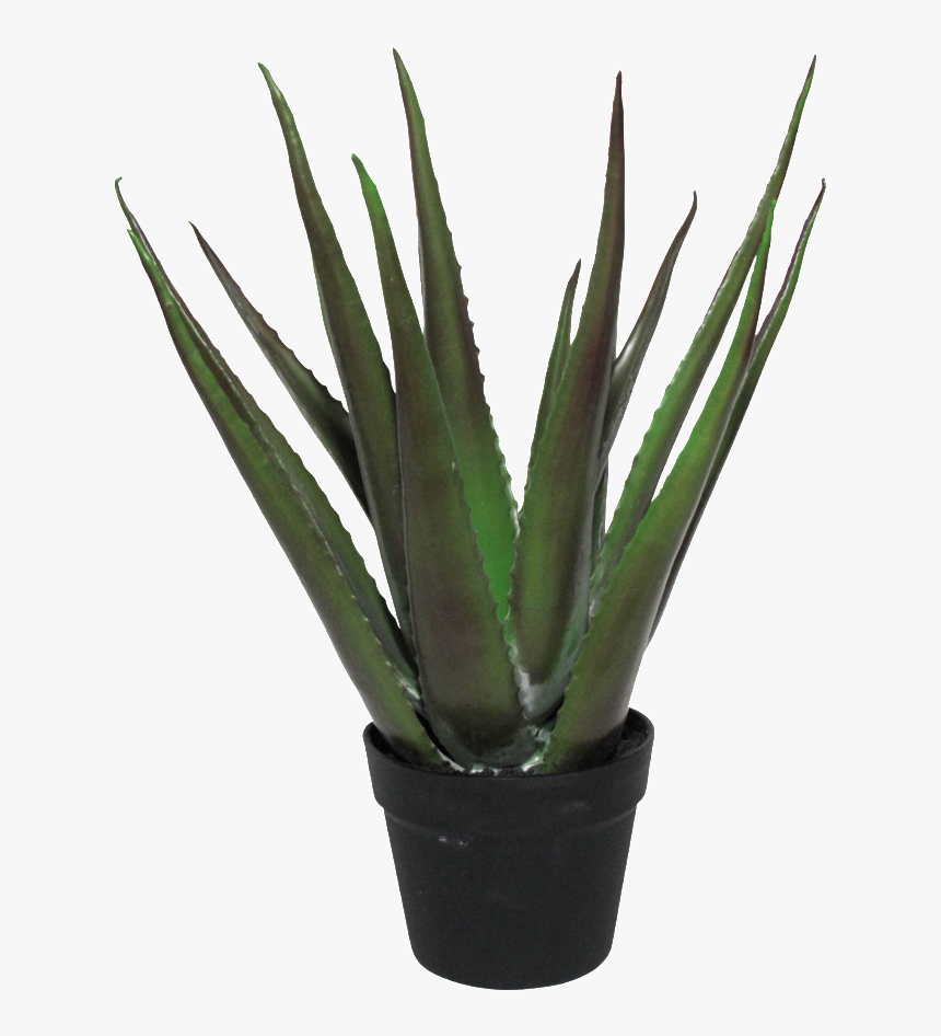 Agave, HD Png Download
