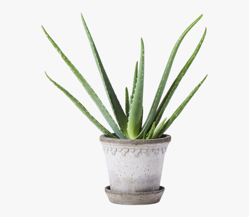 Agave, HD Png Download