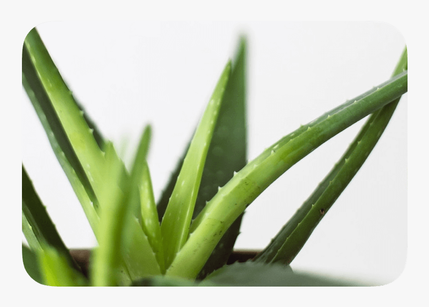 Aloe Vera Images Free Download, HD Png Download
