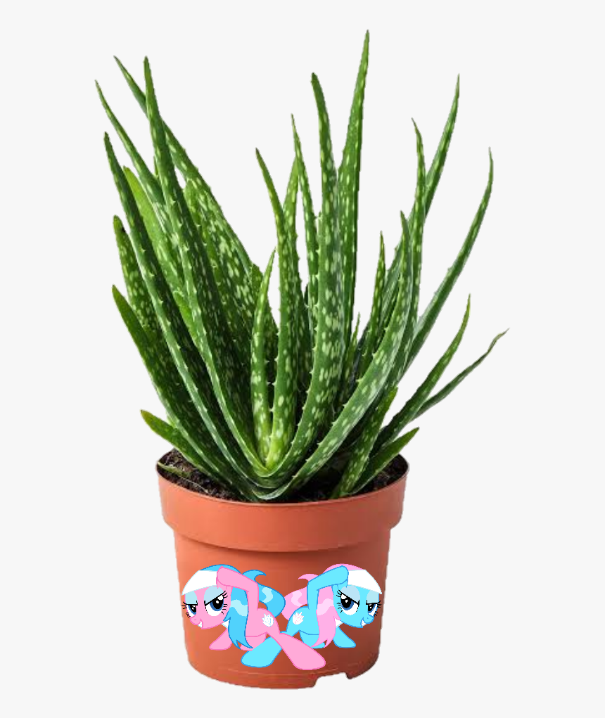 #aloe Vera Mlp - Aloe Vera, HD Png Download