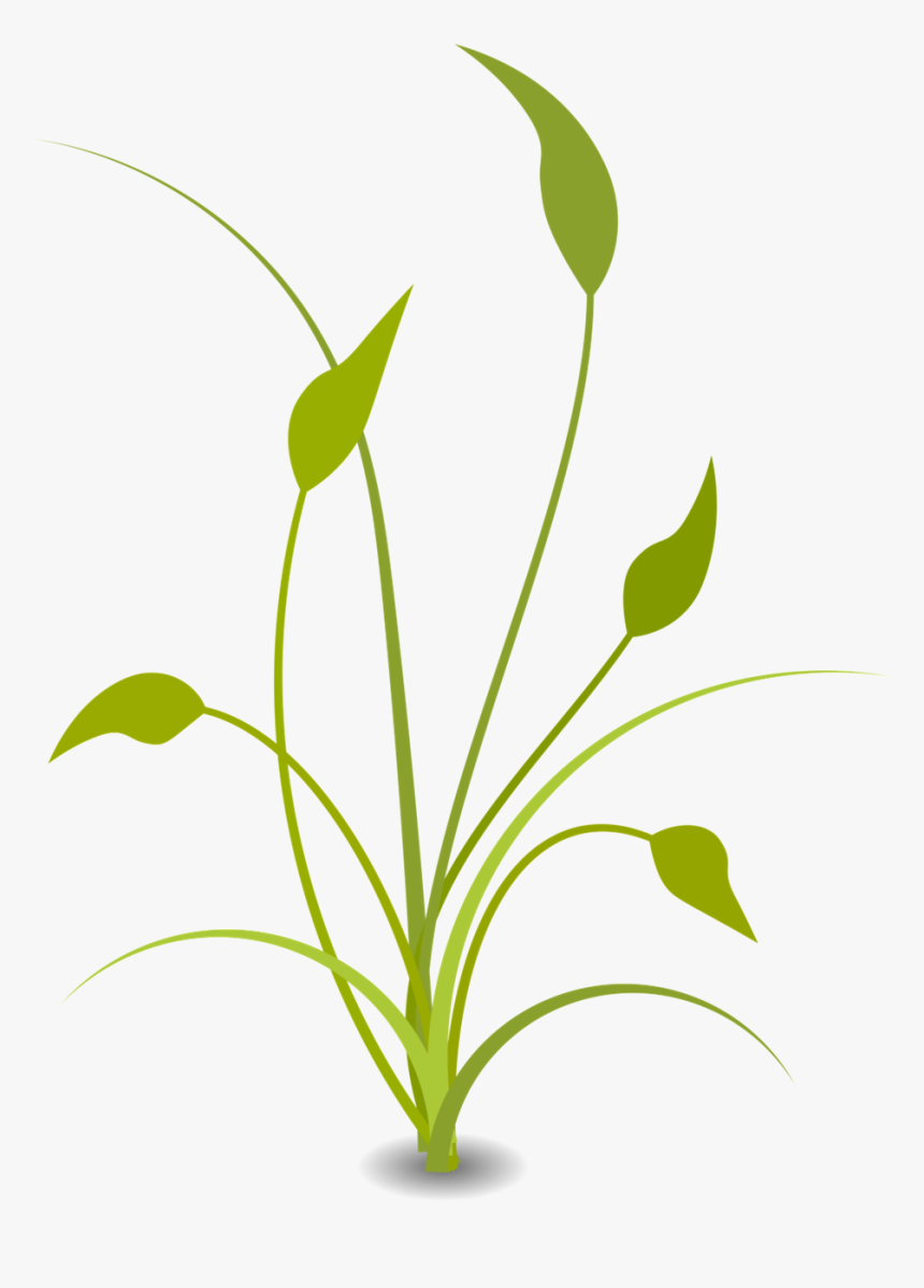 Abiotic Factors, HD Png Download