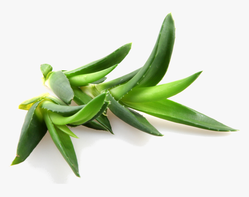 Aloe Vera, HD Png Download