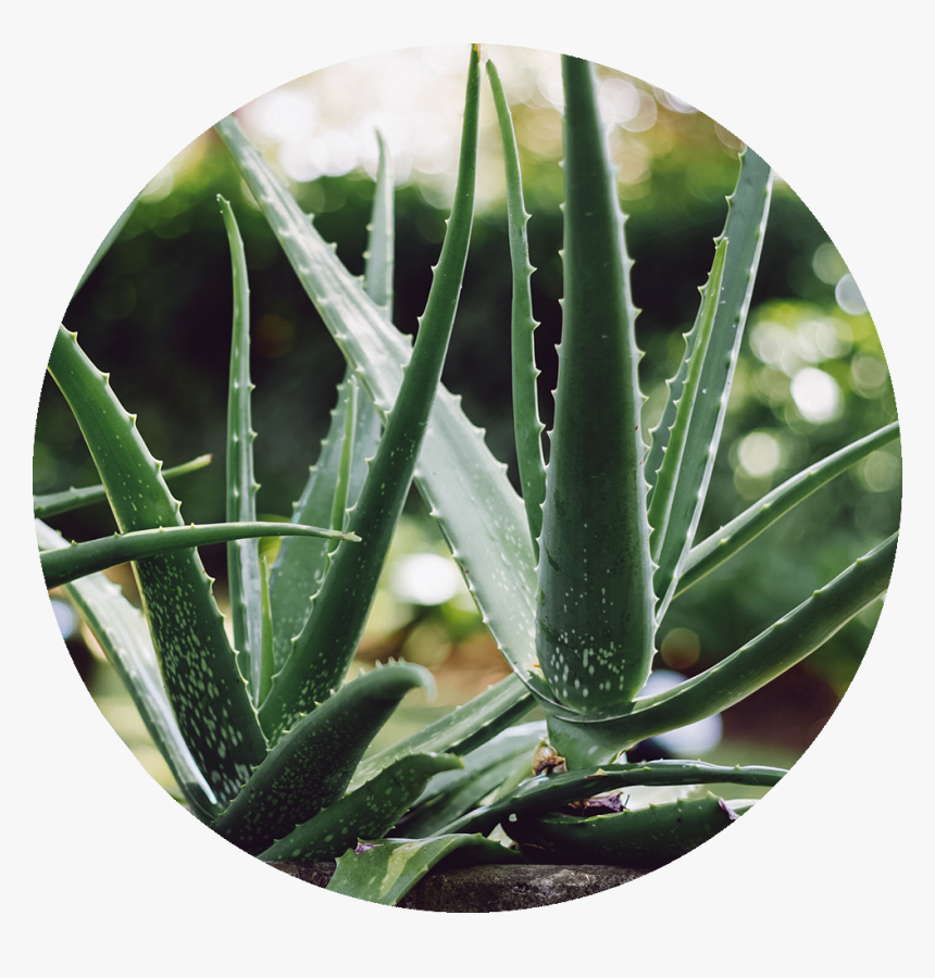 Aloe Vera, HD Png Download
