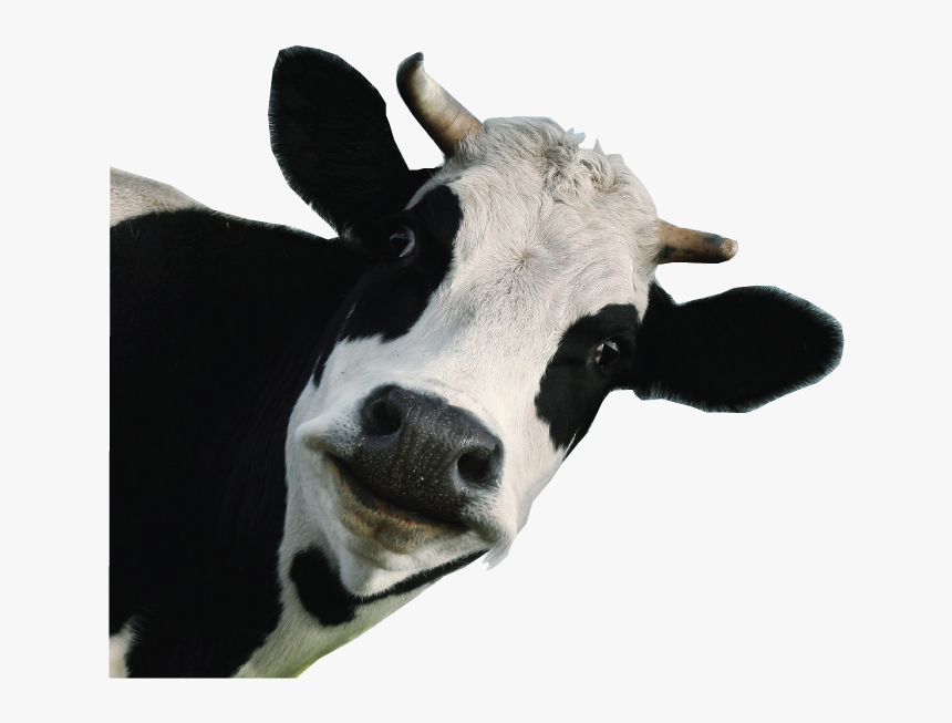 Dairy Cow White Background , Png Download - Funny Cow Transparent Background, Png Download