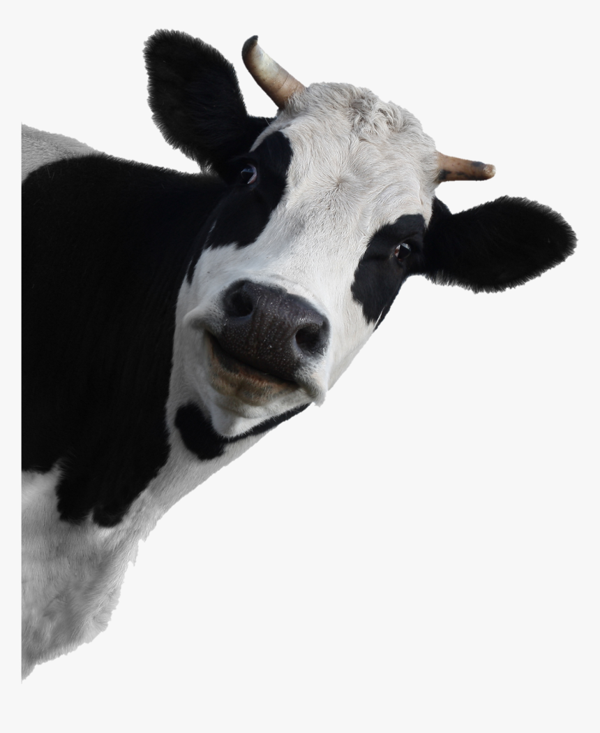 Cow Face Transparent Background, HD Png Download