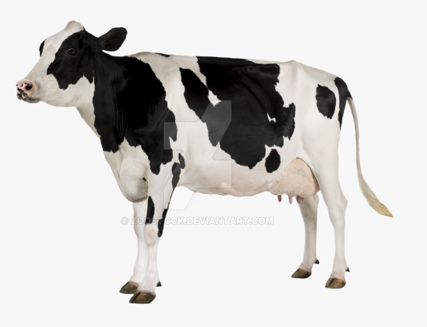 Young On A By - Cow With White Background, HD Png Download