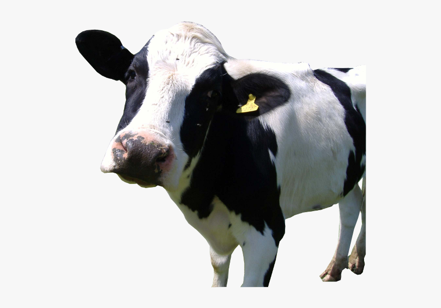 Holstein Png, Transparent Png