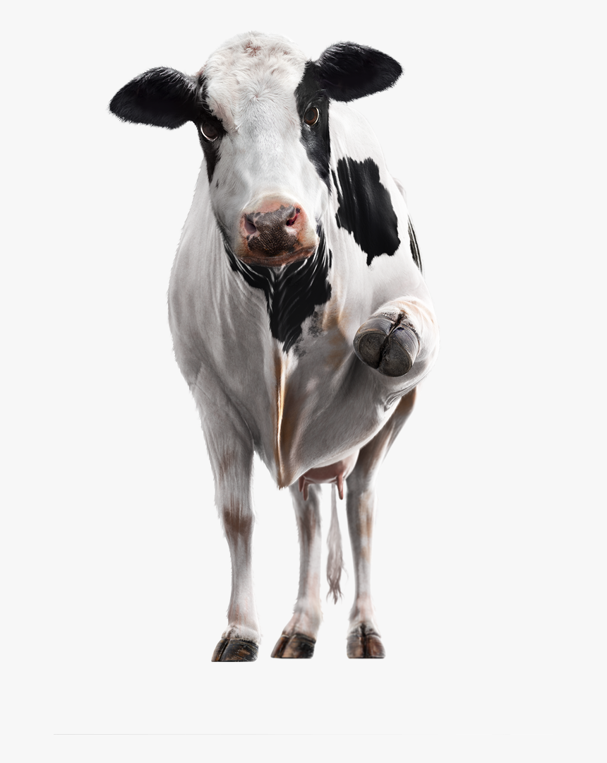 Leaflet Related To Veterinary, HD Png Download