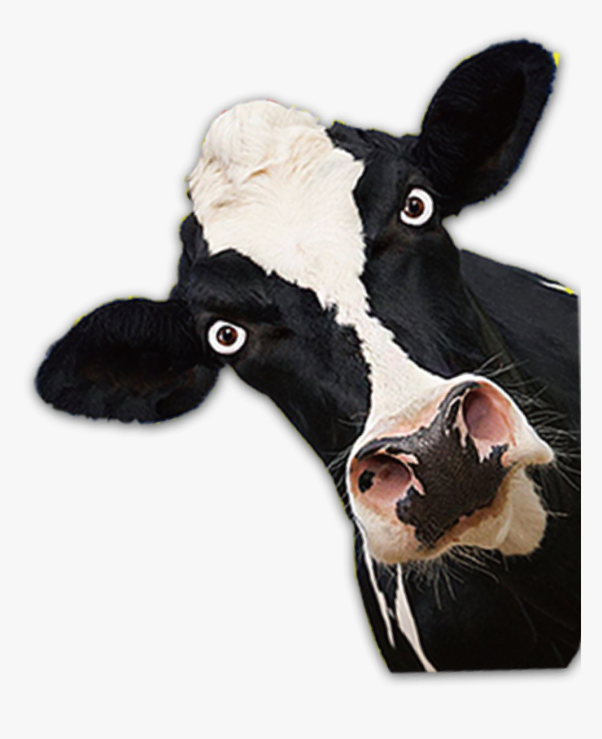 #cow #mad #peek A Boo - Donkey, HD Png Download