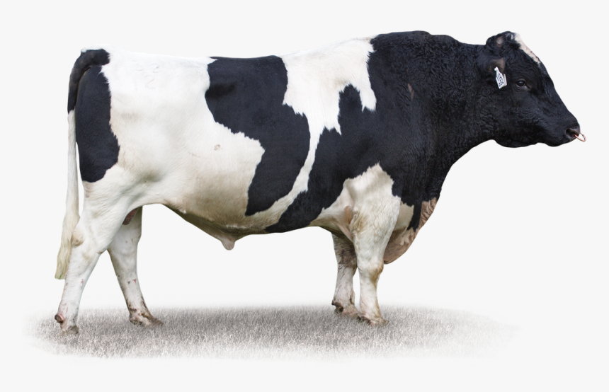 Dairy Cow, HD Png Download