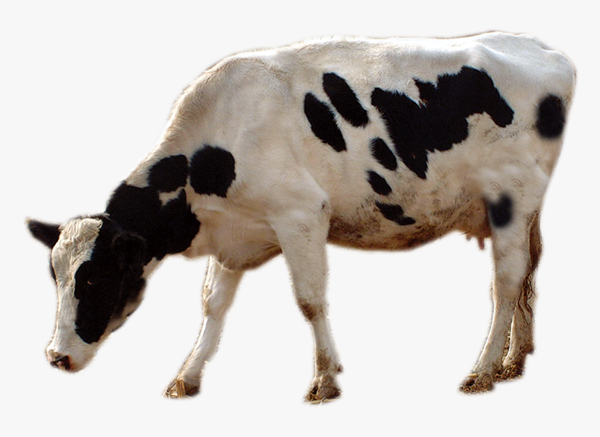 Cattle Livestock Cows Transprent Png Free Download - Cow Grazing Png, Transparent Png