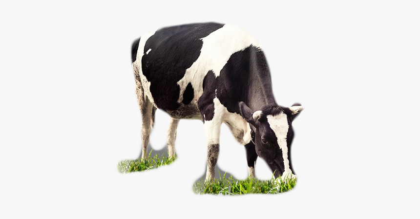 Cows Png, Transparent Png