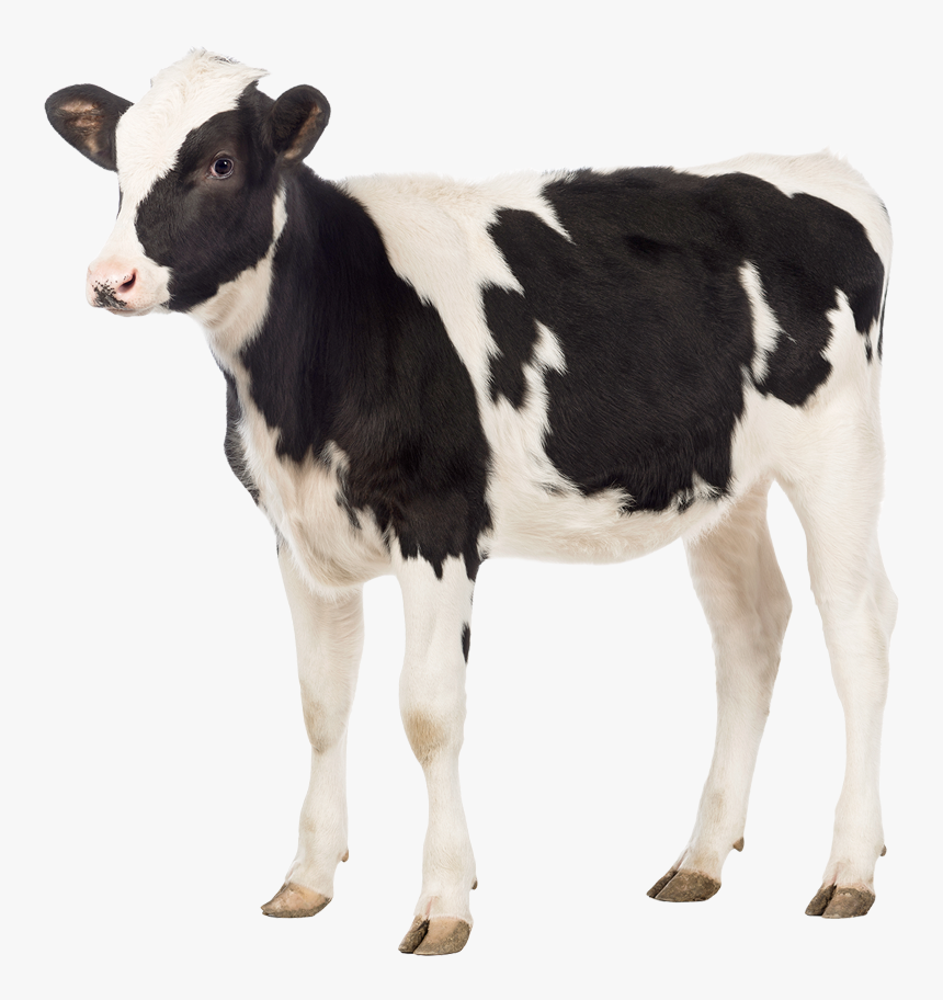 Eviban® - Dopharma - Do Not Eat Animals, HD Png Download