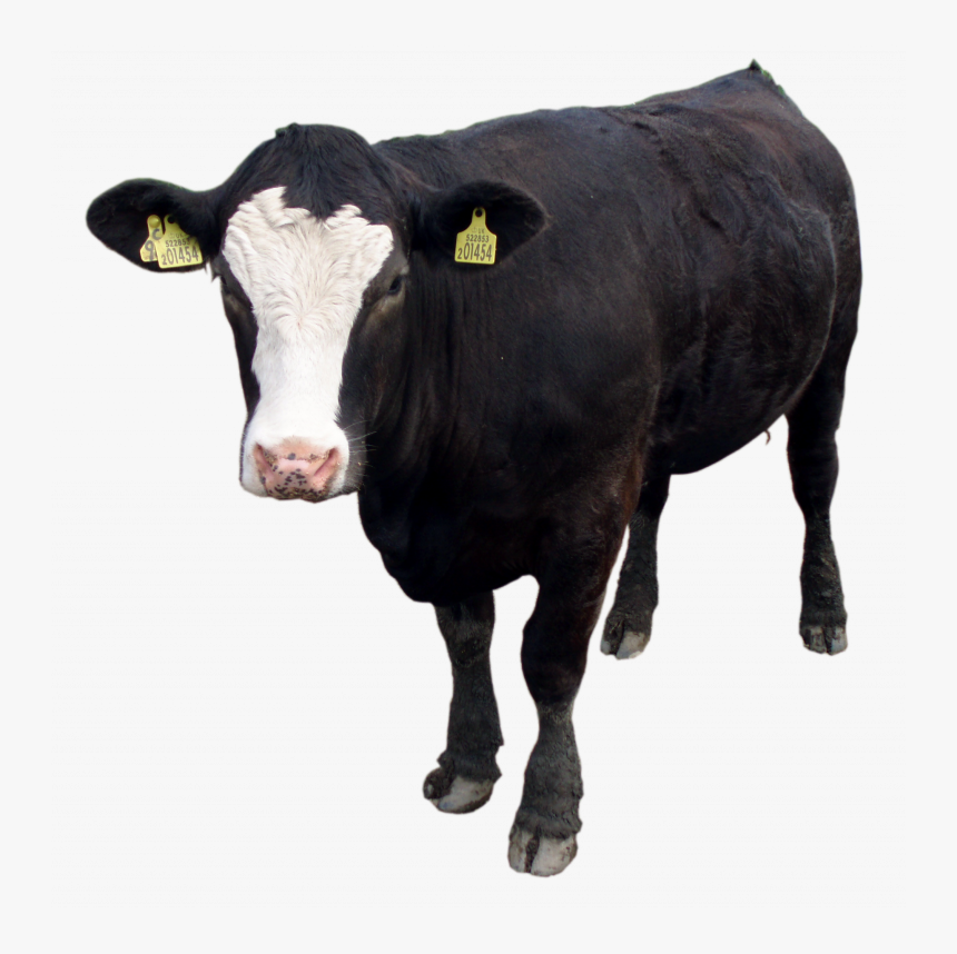 Download And Use Cow Png Image - Black Cow Png, Transparent Png
