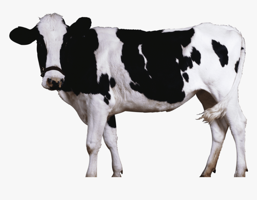 Cow Png, Transparent Png