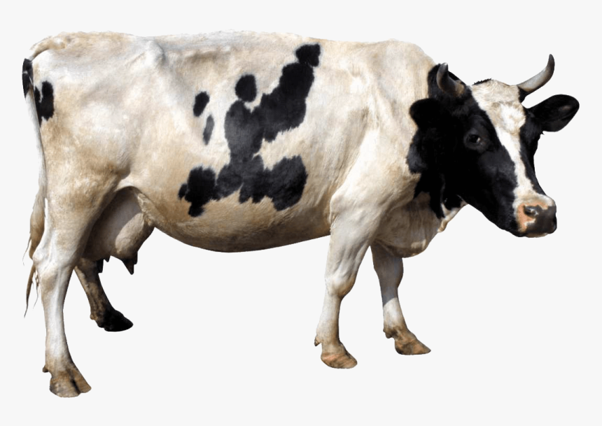 Cow Transparent Png, Png Download