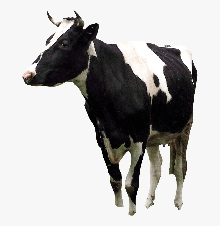 Argentinian Cows - Dairy Cow, HD Png Download