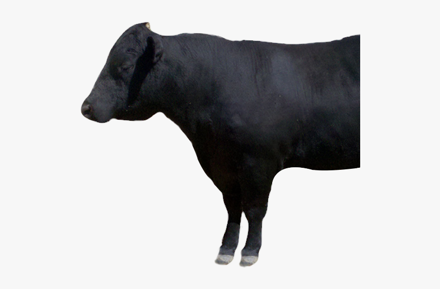 Cattle, HD Png Download