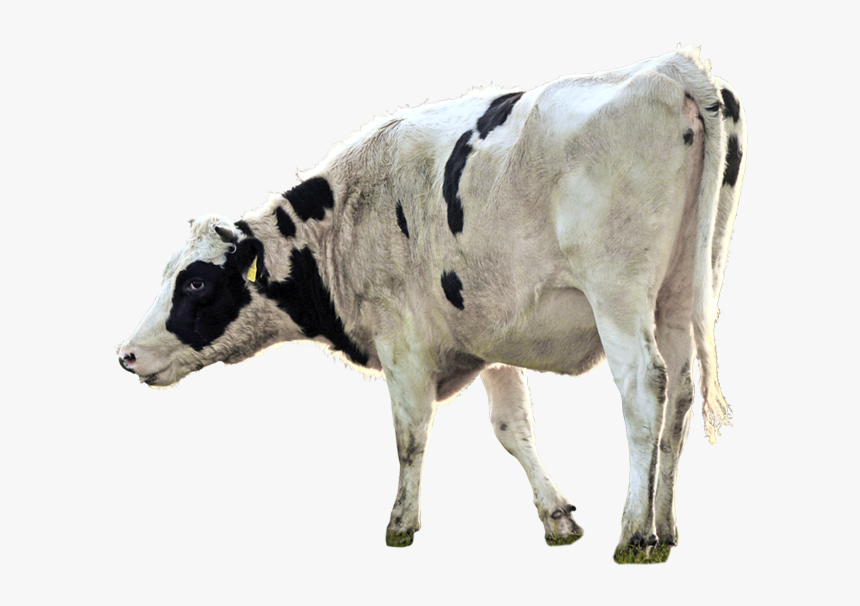 Dairy Cow, HD Png Download
