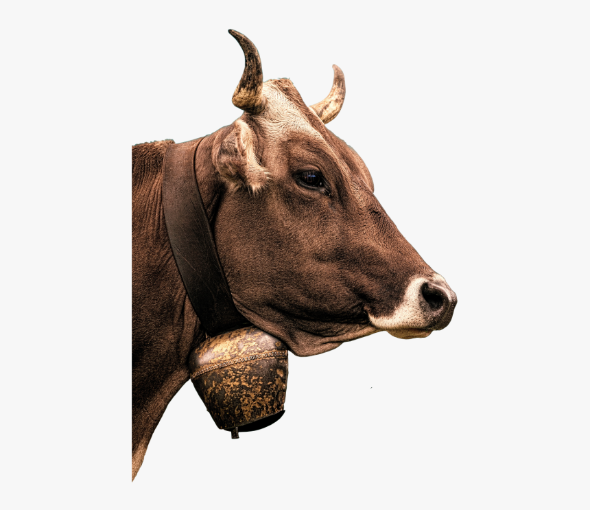 Cow Milk Beef - Boeuf Png Transparent, Png Download