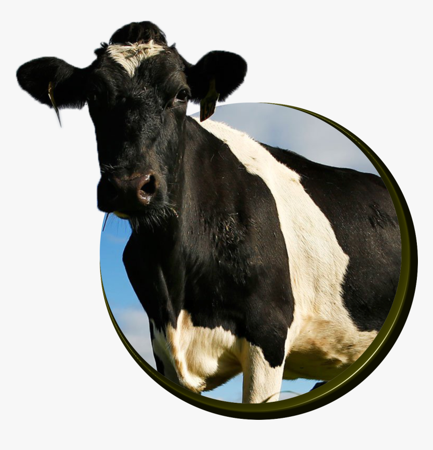 Cows - Cattle, HD Png Download