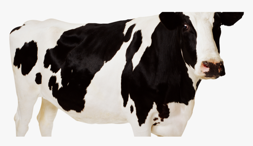 Big Cow Png, Transparent Png