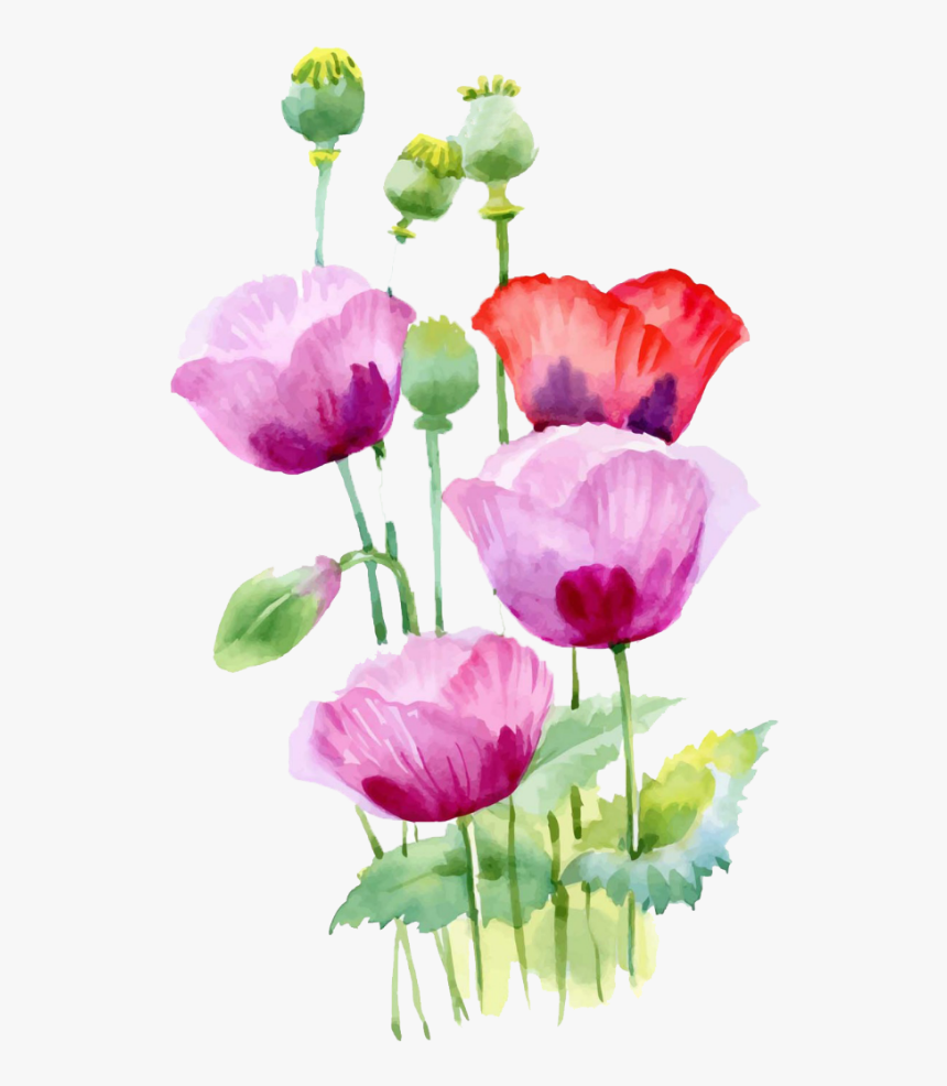 #bloom #flower #border #flowers #white #bouquet #multiple - วาด รูป ฝิ่น, HD Png Download