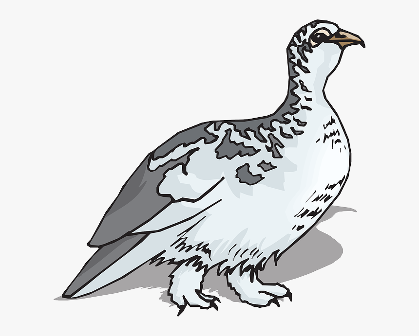 Bird, Wings, Animal, Feathers, Species, Ptarmigan - Black And White Willow Ptarmigan, HD Png Download