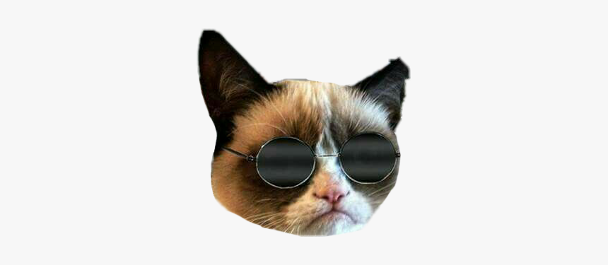 #cat #grummpycat #memes #momo - Grumpy Cat With Smile, HD Png Download