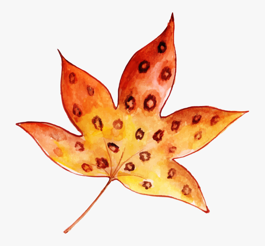 Maple Leaf, HD Png Download