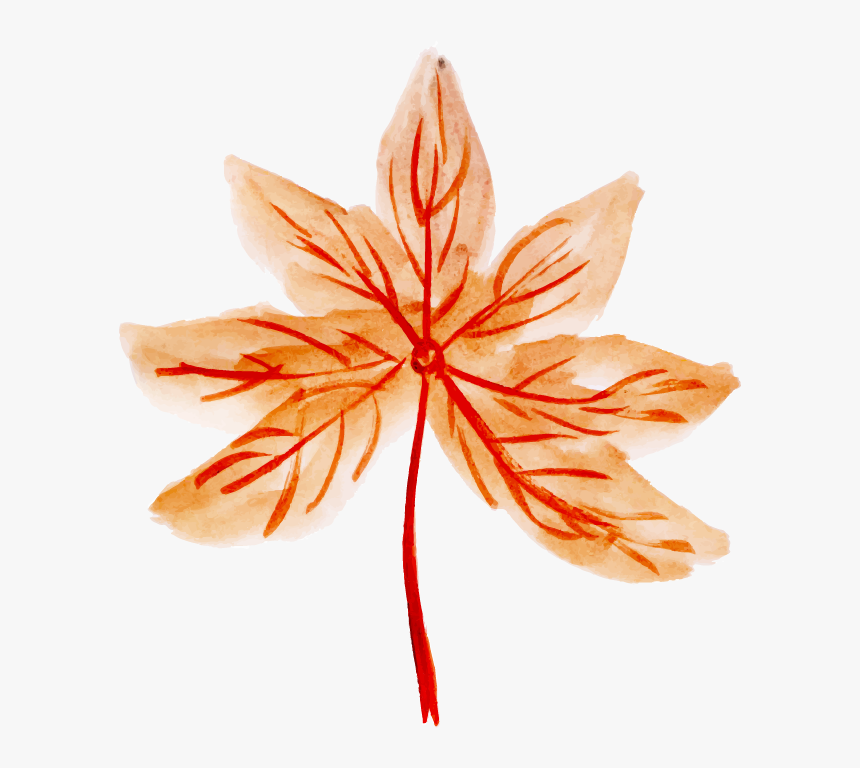 Maple Leaf, HD Png Download