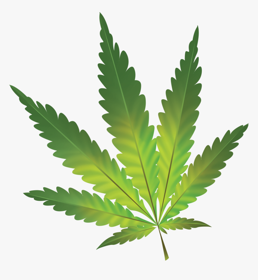 Hamp Plante Hvid Baggrund Clipart , Png Download - Cannabis Sativa, Transparent Png
