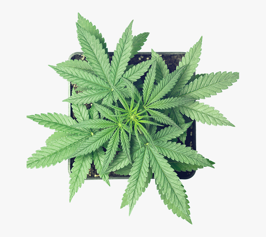 Cannabis, HD Png Download