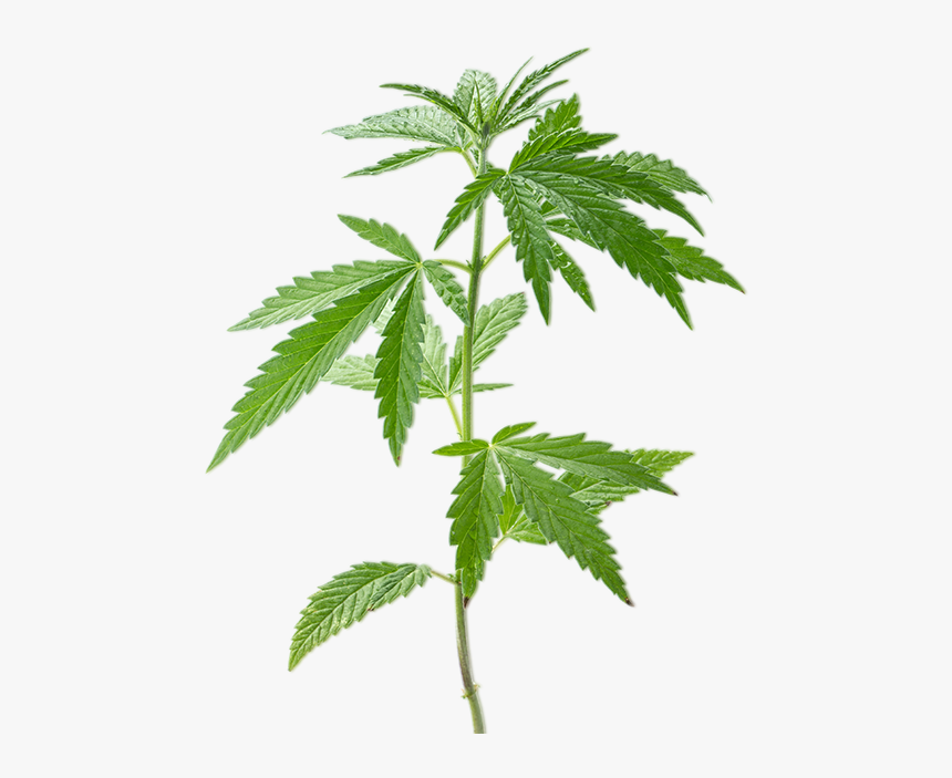 First Class Turmeric Cbd Oil, HD Png Download