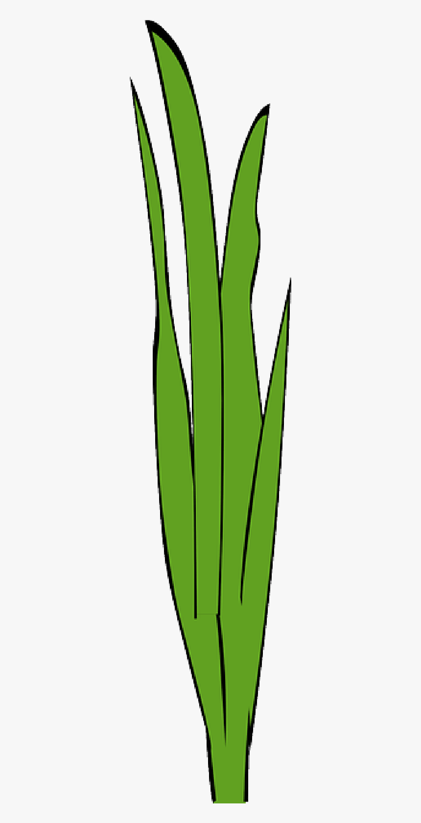 Marijuana Plant Transparent Background - Fish Tank Plants Clip Art, HD Png Download