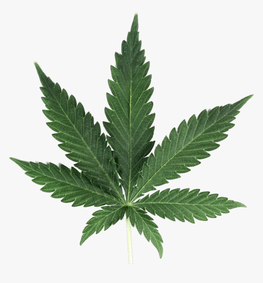 Weed Leaf - Cannabis Plant Transparent Background, HD Png Download