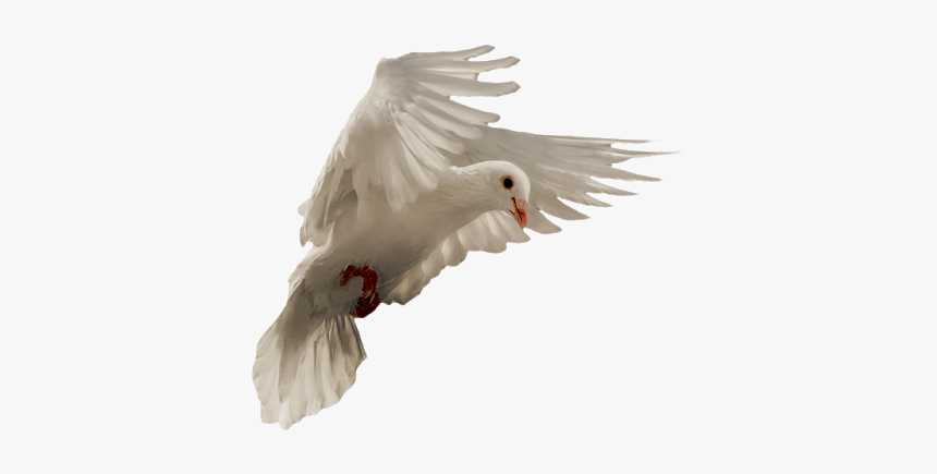 Pigeon Png - European Herring Gull, Transparent Png