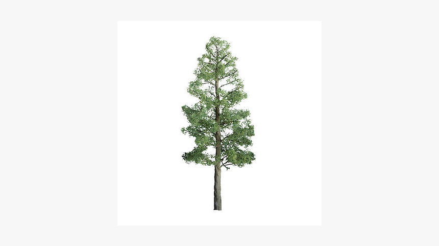 4 - Jtt Professional Series: Phoenix Palm, HD Png Download