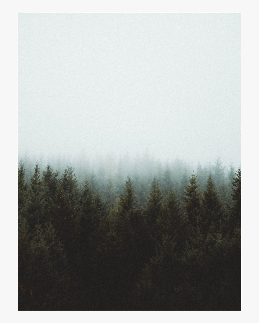 #trees #background #overlay #sky #cloudy #fog - Grove, HD Png Download
