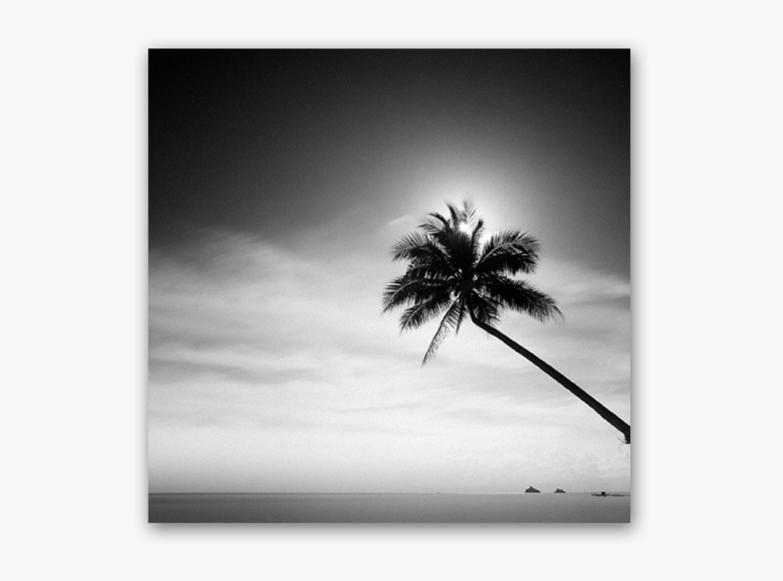 Coconut Tree - Monochrome, HD Png Download
