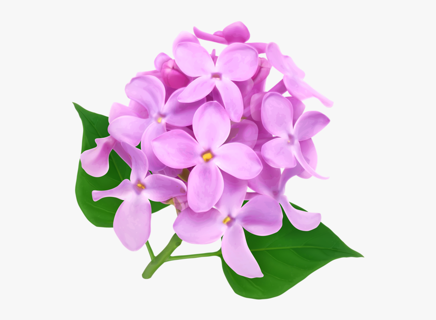 Chrysanthemum, HD Png Download