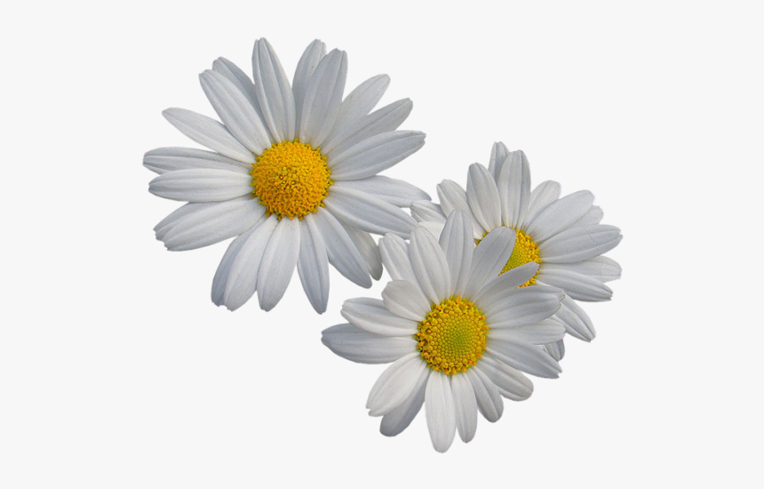 Margaridas Png, Transparent Png