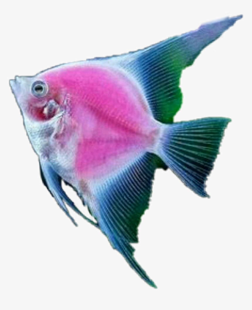 Fish Tropicalfish Scseacreatures Seacreature - Marine Biology, HD Png Download